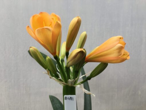SH481 Mid peach Clivia miniata with very light green throat and hints of pink - Image 2