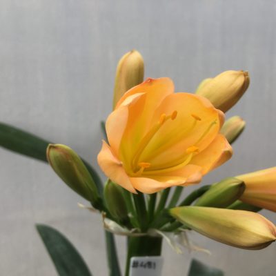 SH481 Mid peach Clivia miniata with very light green throat and hints of pink