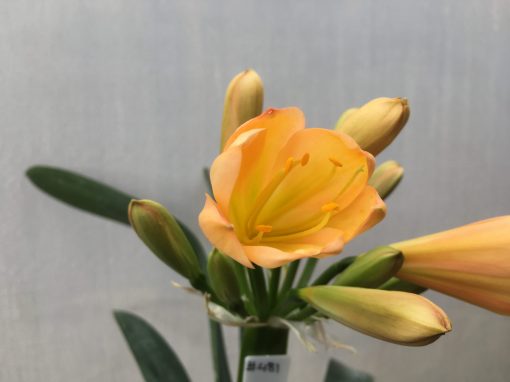 SH481 Mid peach Clivia miniata with very light green throat and hints of pink