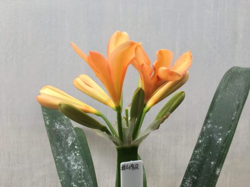 SH482 Mid to dark Peach/Pink Clivia miniata - Image 2