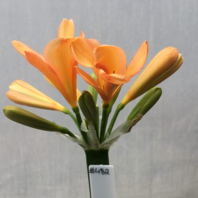 SH482 Mid to dark Peach/Pink Clivia miniata