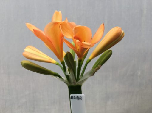 SH482 Mid to dark Peach/Pink Clivia miniata