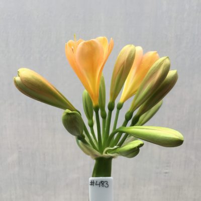 SH483 Mid Peach Clivia miniata with overlapping petals and pink blush
