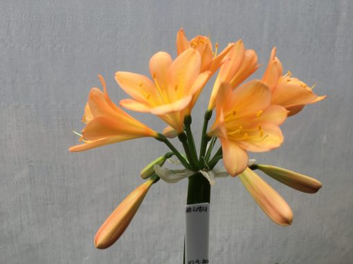SH484 Mid Peach/pink Clivia miniata with broad petals - Image 2