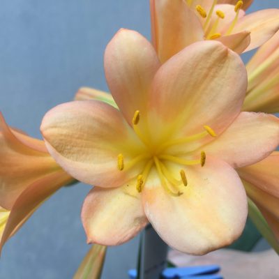 SH484 Mid Peach/pink Clivia miniata with broad petals