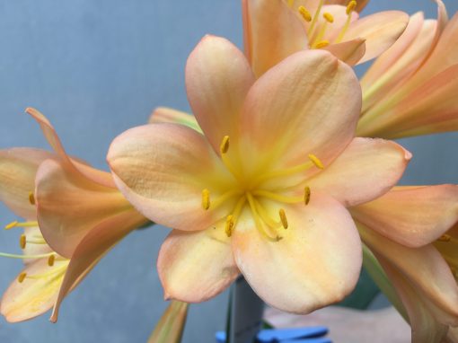 SH484 Mid Peach/pink Clivia miniata with broad petals