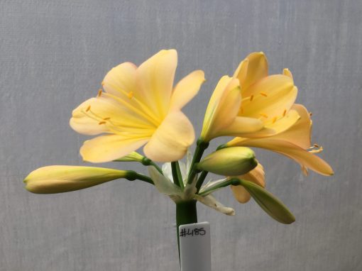 SH485  Light Peach Clivia miniata with infusions of pink and yellow - Image 2