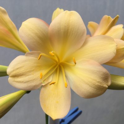 SH485  Light Peach Clivia miniata with infusions of pink and yellow