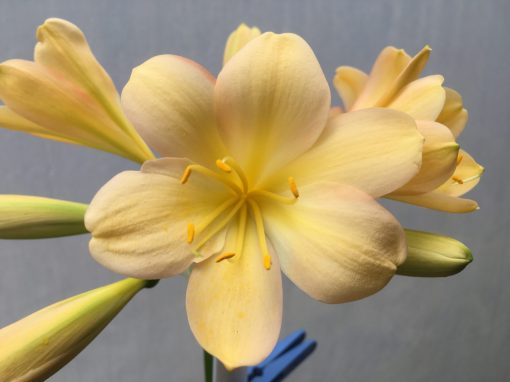 SH485  Light Peach Clivia miniata with infusions of pink and yellow