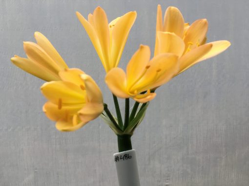 SH486 Light to Mid Pink/Peach Clivia miniata - Image 2