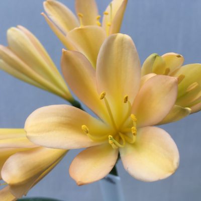 SH486 Light to Mid Pink/Peach Clivia miniata