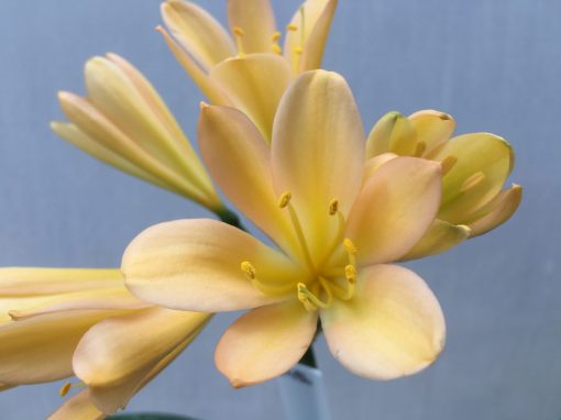 SH486 Light to Mid Pink/Peach Clivia miniata