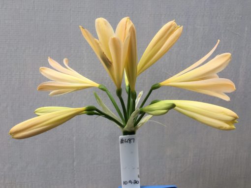 SH487 Light Peach/Pink Clivia miniata with open flower - Image 2