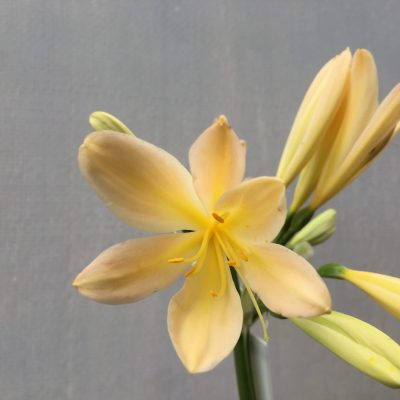 SH487 Light Peach/Pink Clivia miniata with open flower