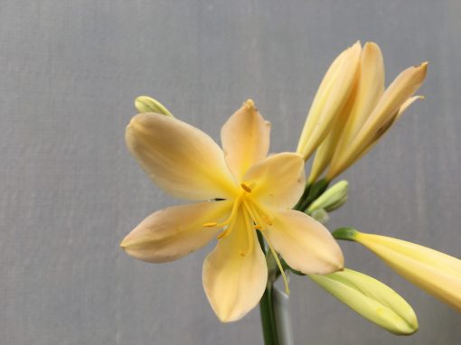 SH487 Light Peach/Pink Clivia miniata with open flower