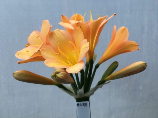 SH488 Mid Peach Clivia miniata with strong infusion of deep pinks to petals - Image 2