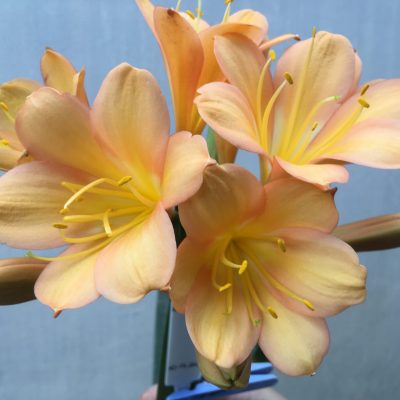 SH488 Mid Peach Clivia miniata with strong infusion of deep pinks to petals