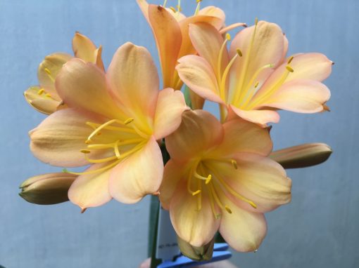 SH488 Mid Peach Clivia miniata with strong infusion of deep pinks to petals
