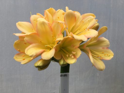 SH489 Mid Peach Clivia miniata with striking pink edging and infusion to broad petals - Image 2