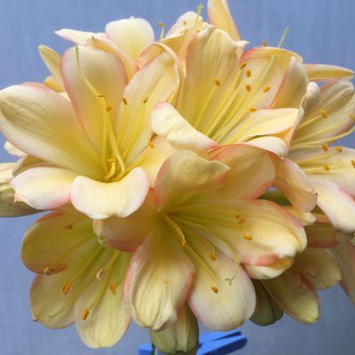 SH489 Mid Peach Clivia miniata with striking pink edging and infusion to broad petals