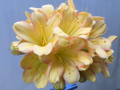 SH489 Mid Peach Clivia miniata with striking pink edging and infusion to broad petals