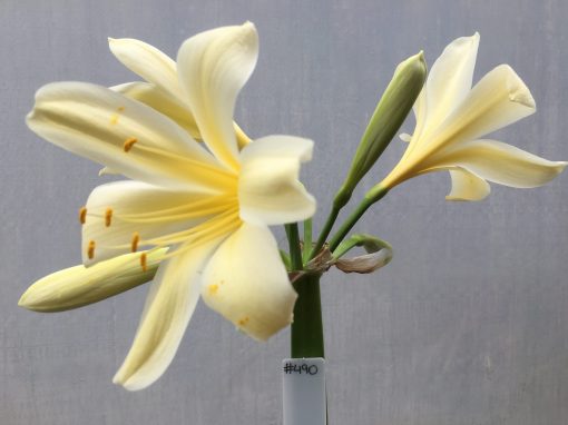 SH490 Yellow Clivia miniata with large open flowers and yellow throat - Image 2