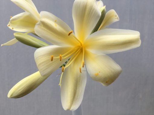 SH490 Yellow Clivia miniata with large open flowers and yellow throat