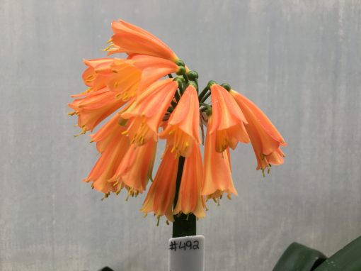 SH491 Nick's 'Miss Muppet' Clivia Interspecific with orange and yellow alternating patterns down each flower - Image 2