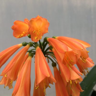 SH491 Nick's 'Miss Muppet' Clivia Interspecific with orange and yellow alternating patterns down each flower