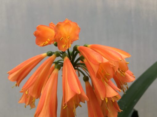 SH491 Nick's 'Miss Muppet' Clivia Interspecific with orange and yellow alternating patterns down each flower