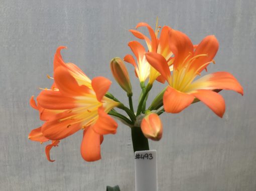 SH493 Clivia miniata with slightly re-curved petals - Image 2