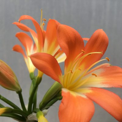 SH493 Clivia miniata with slightly re-curved petals