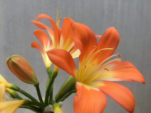 SH493 Clivia miniata with slightly re-curved petals