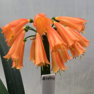 SH494 Nick's 'May Flowers' Clivia Interspecific with orange and yellow banding the length of the flowers