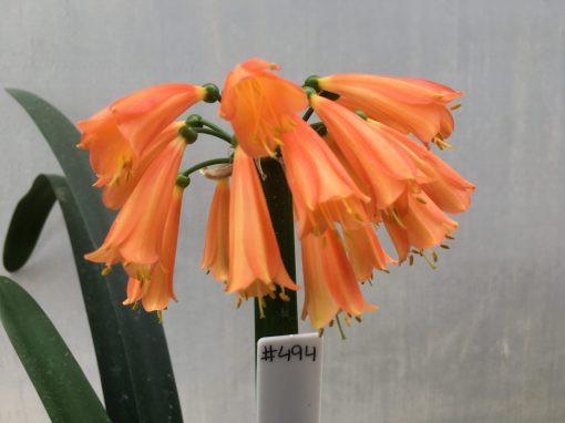 SH494 Nick's 'May Flowers' Clivia Interspecific with orange and yellow banding the length of the flowers