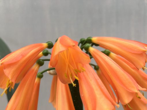 SH494 Nick's 'May Flowers' Clivia Interspecific with orange and yellow banding the length of the flowers - Image 2