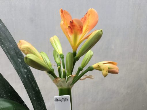 SH495 Mid Peach Clivia miniata - Image 2