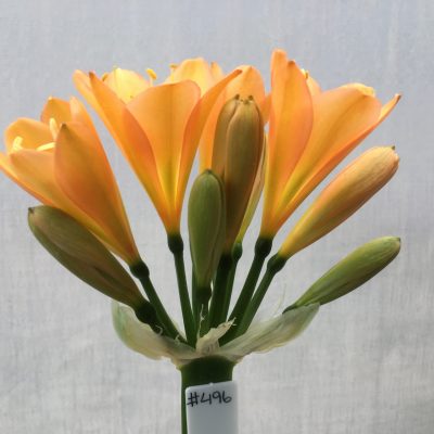 SH496 Mid Peach Clivia miniata