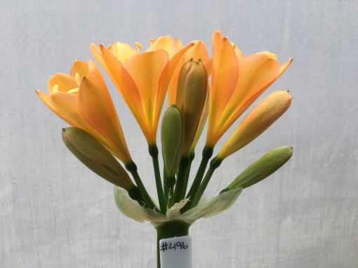 SH496 Mid Peach Clivia miniata