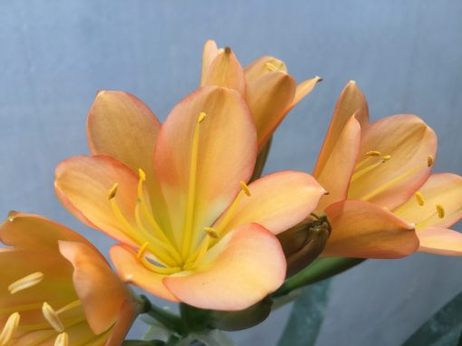 SH496 Mid Peach Clivia miniata - Image 2