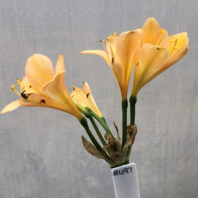 SH497 Mid Peach Clivia miniata