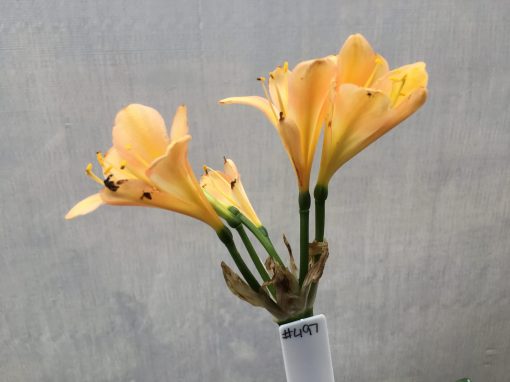 SH497 Mid Peach Clivia miniata