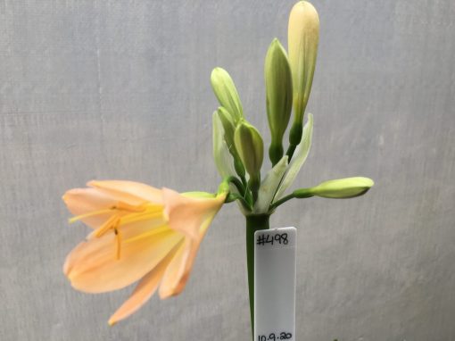 SH498 Mid Peach Clivia miniata - Image 2