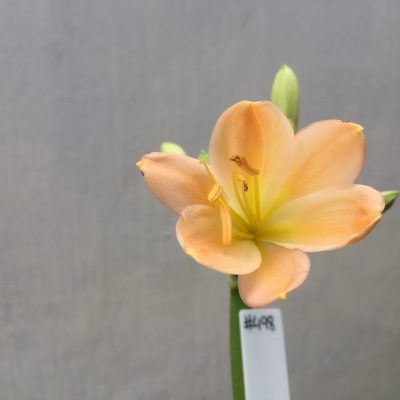 SH498 Mid Peach Clivia miniata