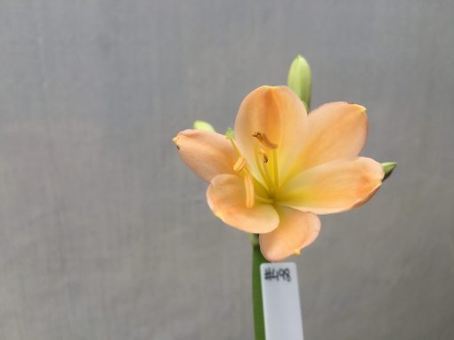 SH498 Mid Peach Clivia miniata