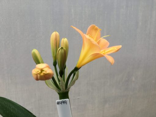 SH499 Mid Peach Clivia miniata with yellow throat and broad petals - Image 2