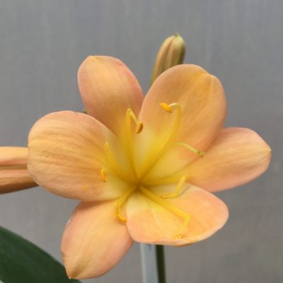SH499 Mid Peach Clivia miniata with yellow throat and broad petals