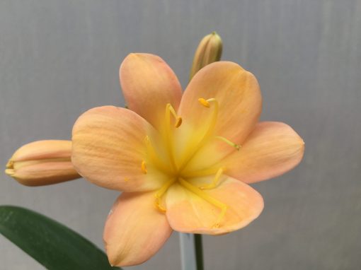 SH499 Mid Peach Clivia miniata with yellow throat and broad petals