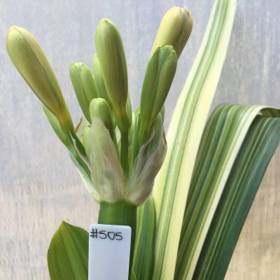 SH505  Variegated Clivia miniata, possibly peach