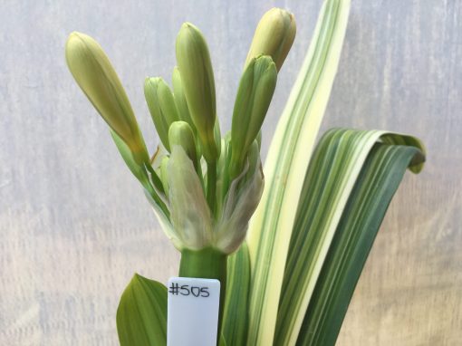 SH505  Variegated Clivia miniata, possibly peach